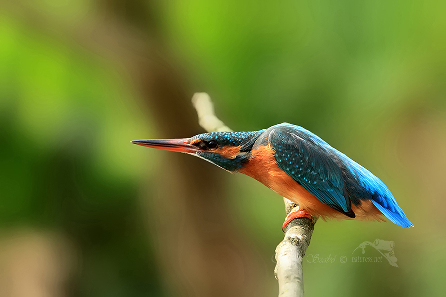 Ledňáček říční (Alcedo atthis)