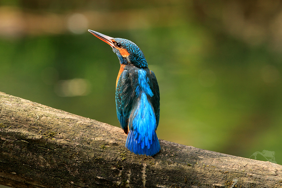 Ledňáček říční (Alcedo atthis)