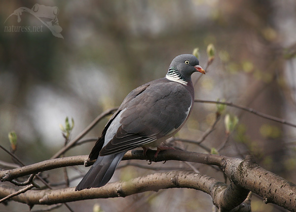 Holub hřivnáč (Columba palumbus)