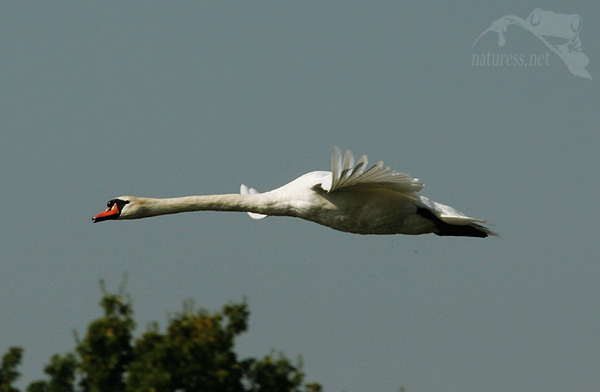 Labuť velká (Cygnus olor)