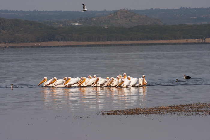 Lake Nakuru