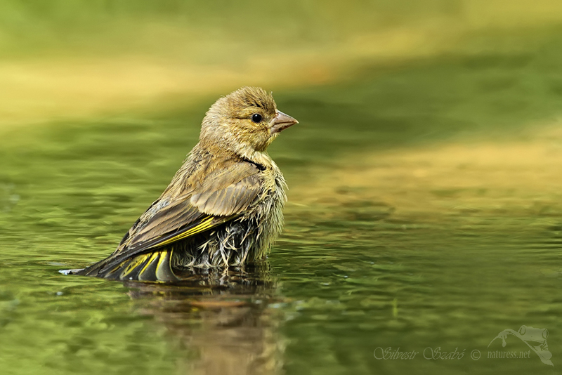 Zvonek zelený (Carduelis chloris)