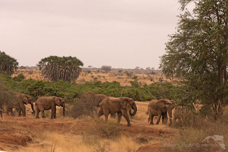 Národní park Tsavo východ -Tsavo East 