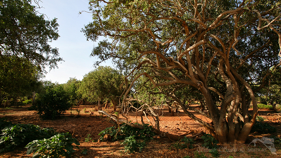 Národní park Tsavo východ -Tsavo East 
