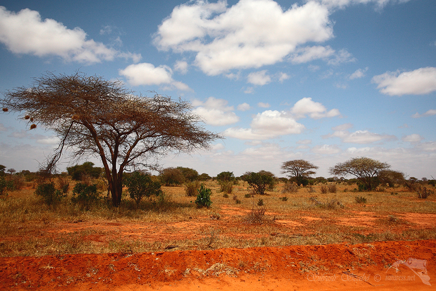 Národní park Tsavo-Tsavo East Tsavo West