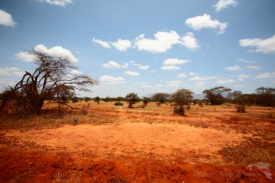 Národní park Tsavo východ -Tsavo East 
