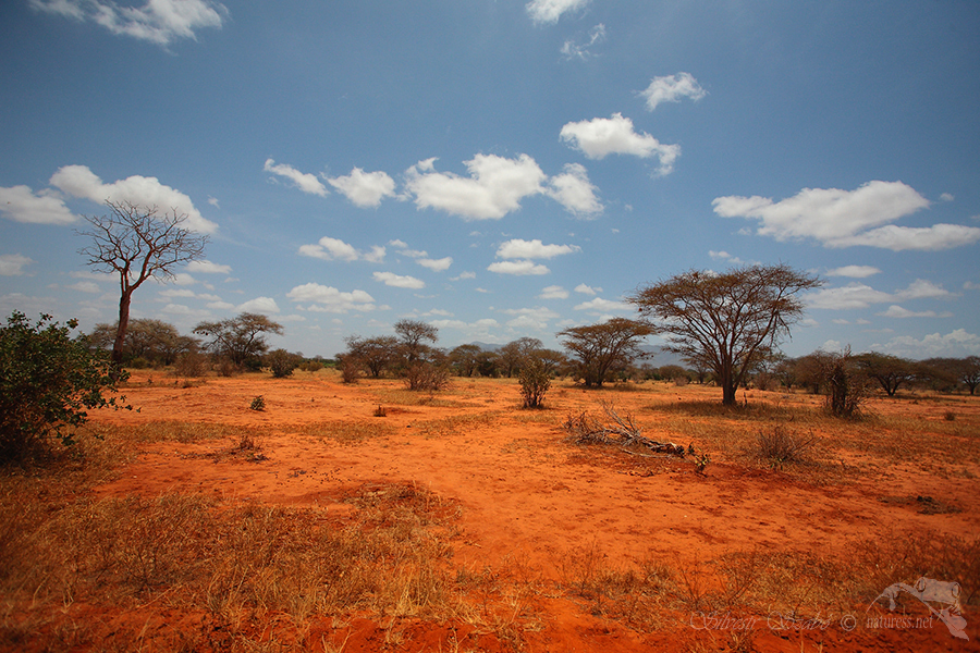 Národní park Tsavo východ -Tsavo East 