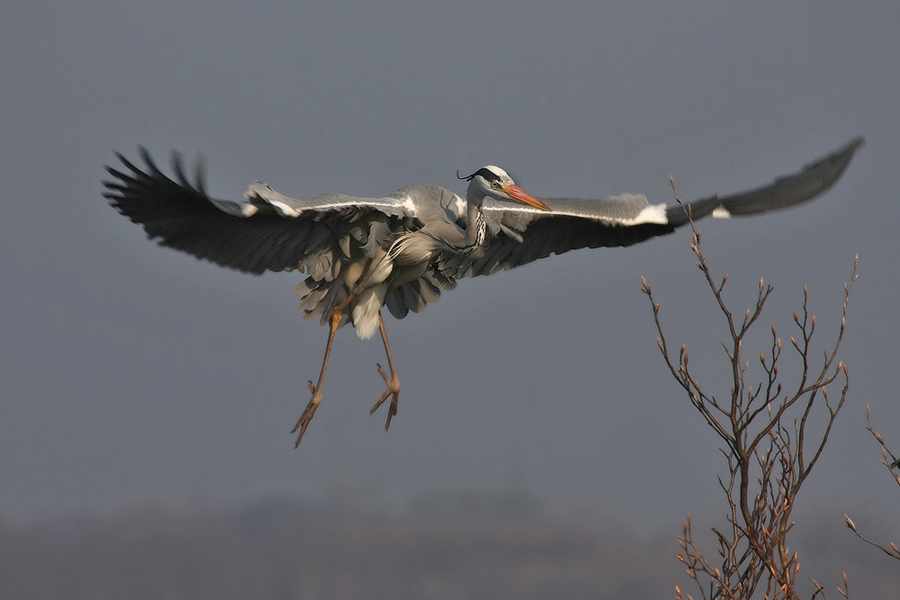 Volavka popelavá (Ardea cinerea)