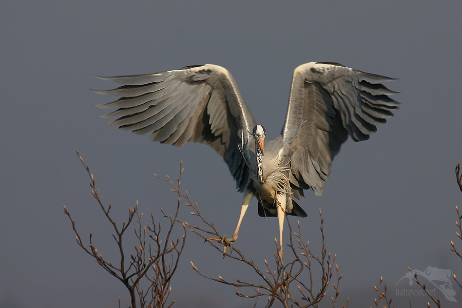 Volavka popelavá (Ardea cinerea)