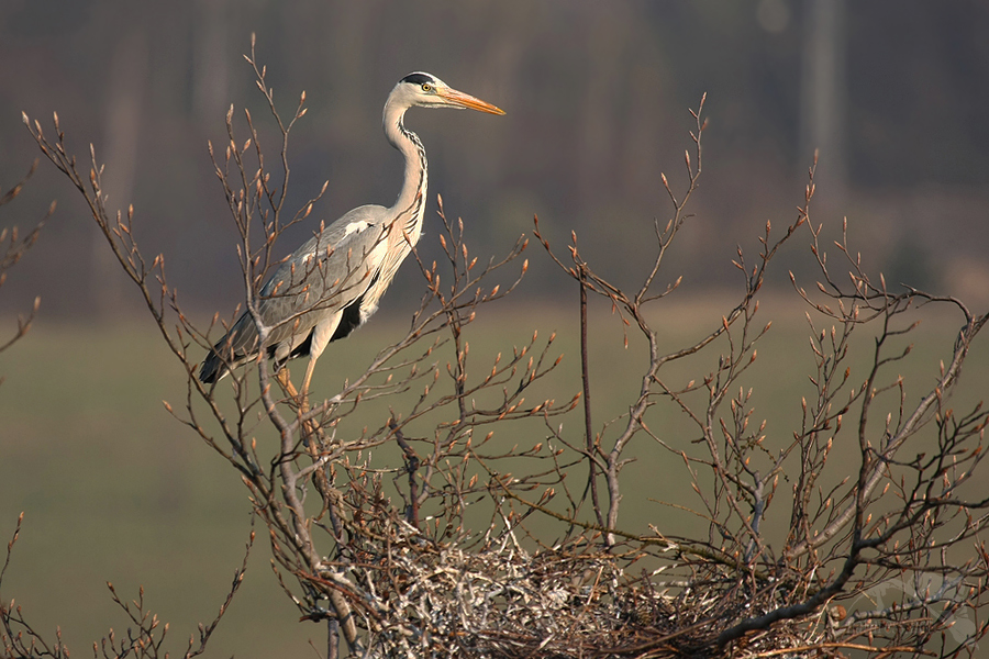 Volavka popelavá (Ardea cinerea)