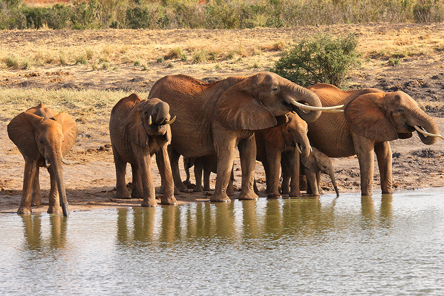 Národní park Tsavo východ -Tsavo East National Park Kenya